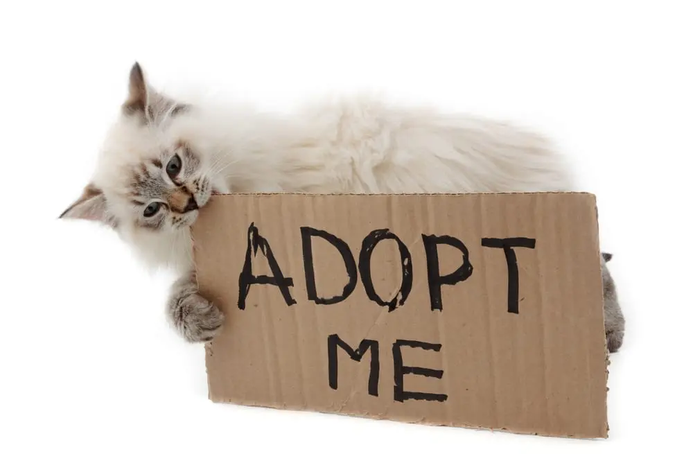 A cat holding a cardboard that says Adopt Me