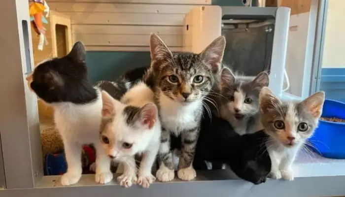 Lacy, Acorn, Sora, Kite, Beans, Jayjay