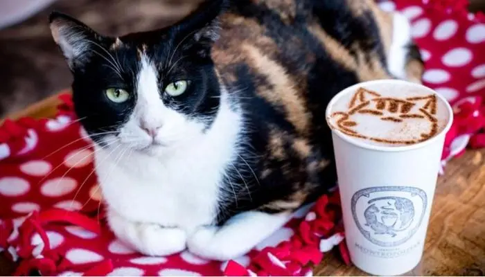 Lucy the welcome cat