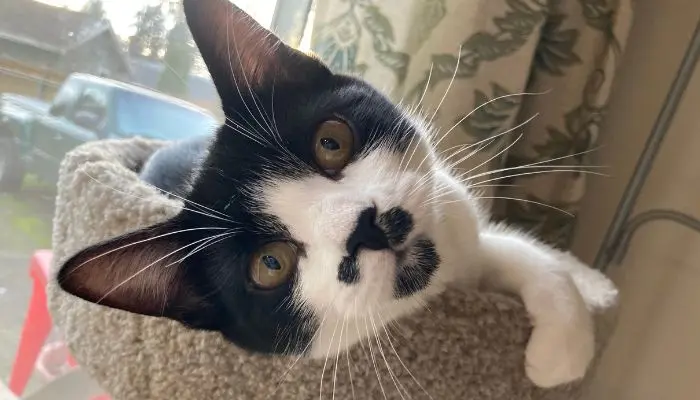 Munchkin the princess