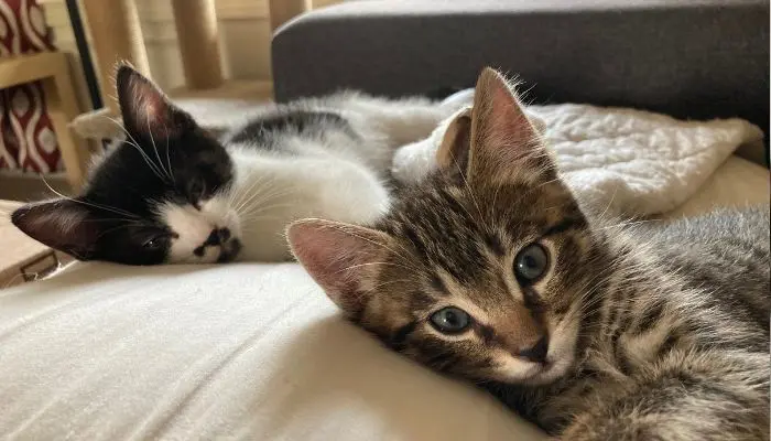 Baby Burton and Munchkin